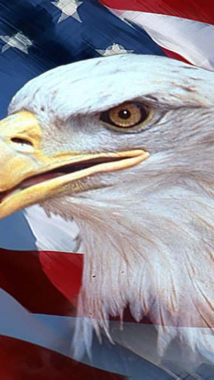老鹰, 美国国旗的, 鸟的猎物, 鸟, Accipitriformes 壁纸 720x1280 允许