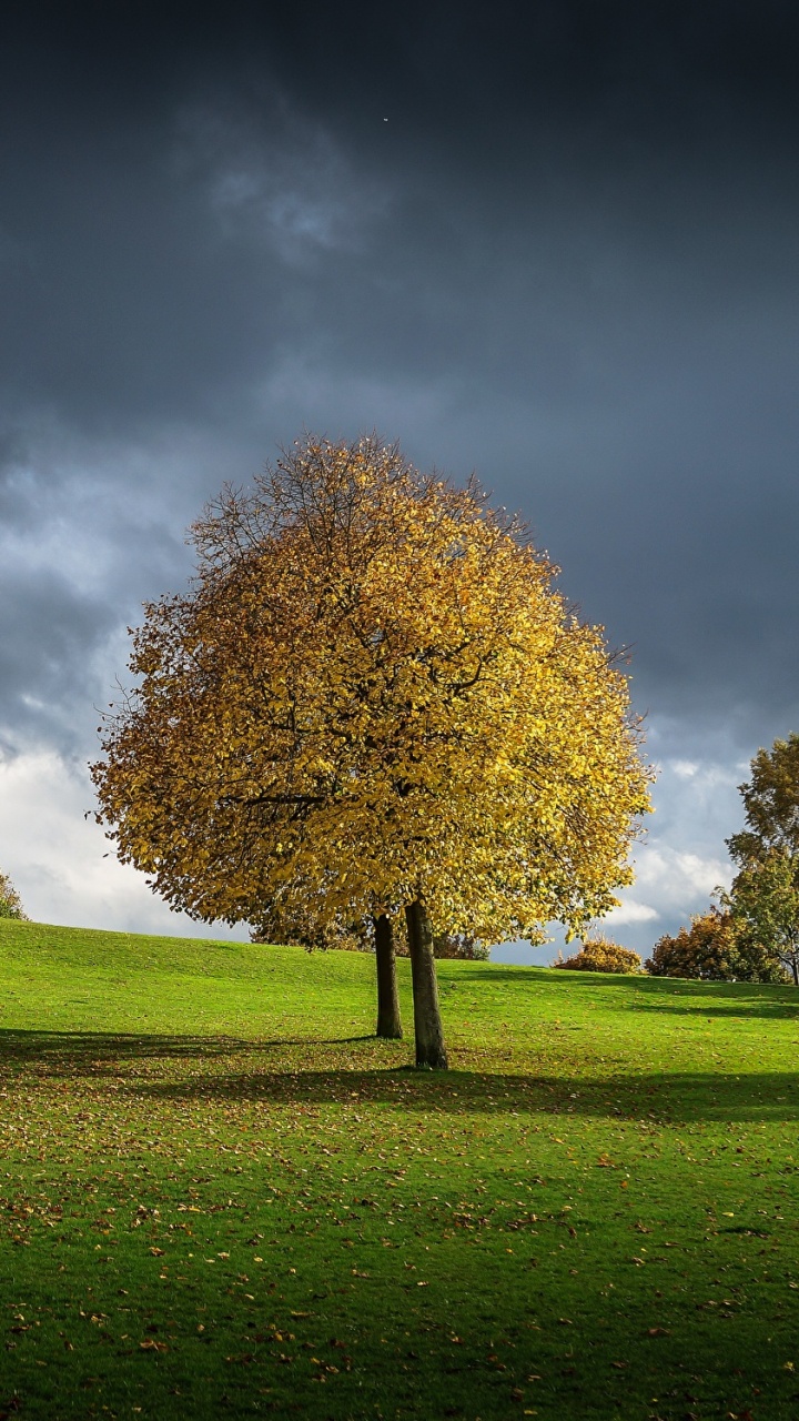 Champ D'herbe Verte Avec Des Arbres Sous Ciel Bleu et Nuages Blancs Pendant la Journée. Wallpaper in 720x1280 Resolution