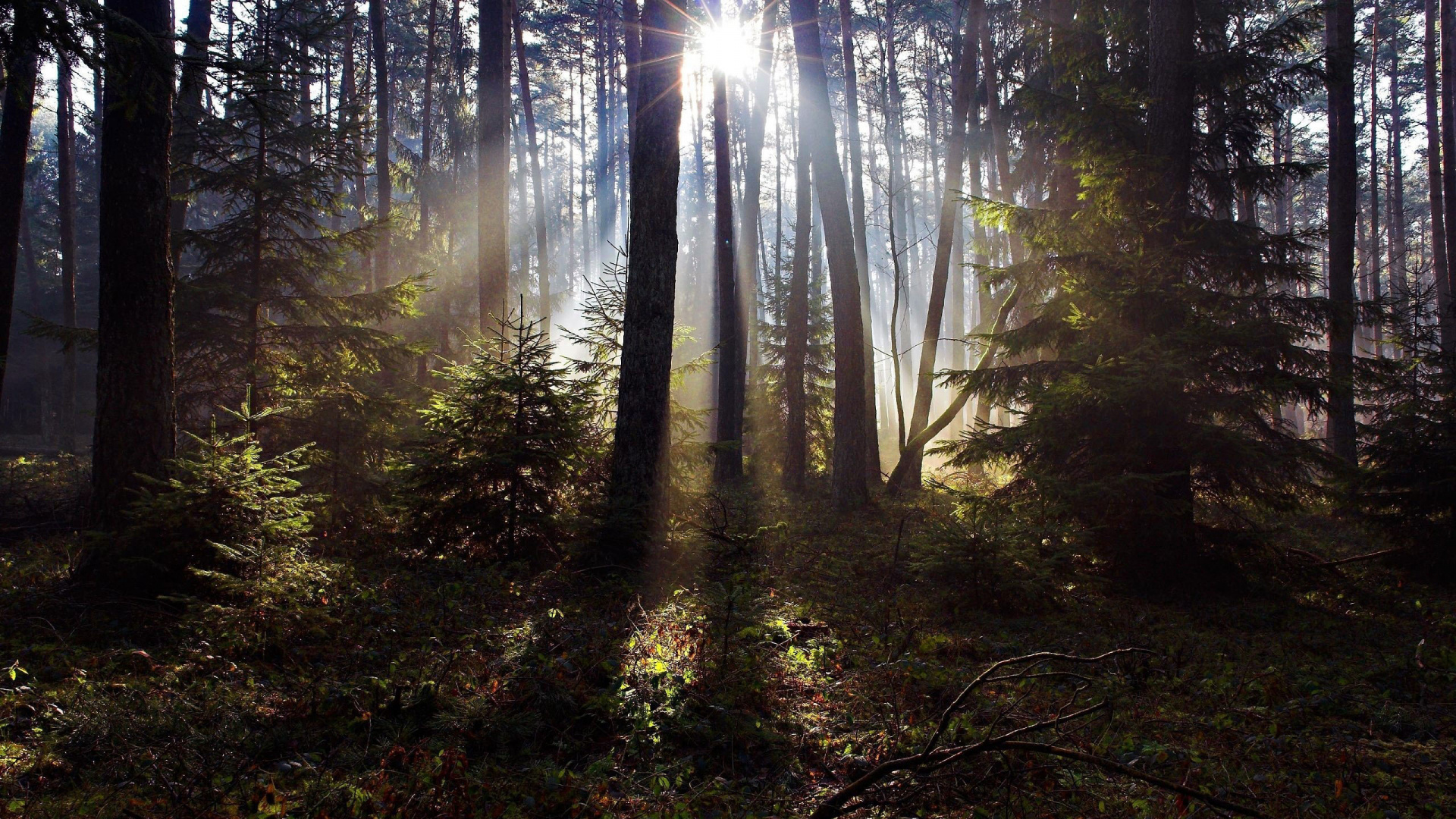 Green Trees Under Blue Sky During Daytime. Wallpaper in 1920x1080 Resolution