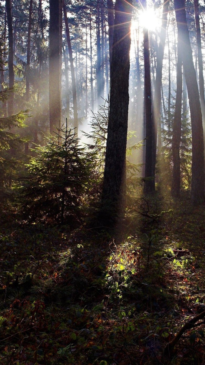 Tagsüber Grüne Bäume Unter Blauem Himmel. Wallpaper in 720x1280 Resolution