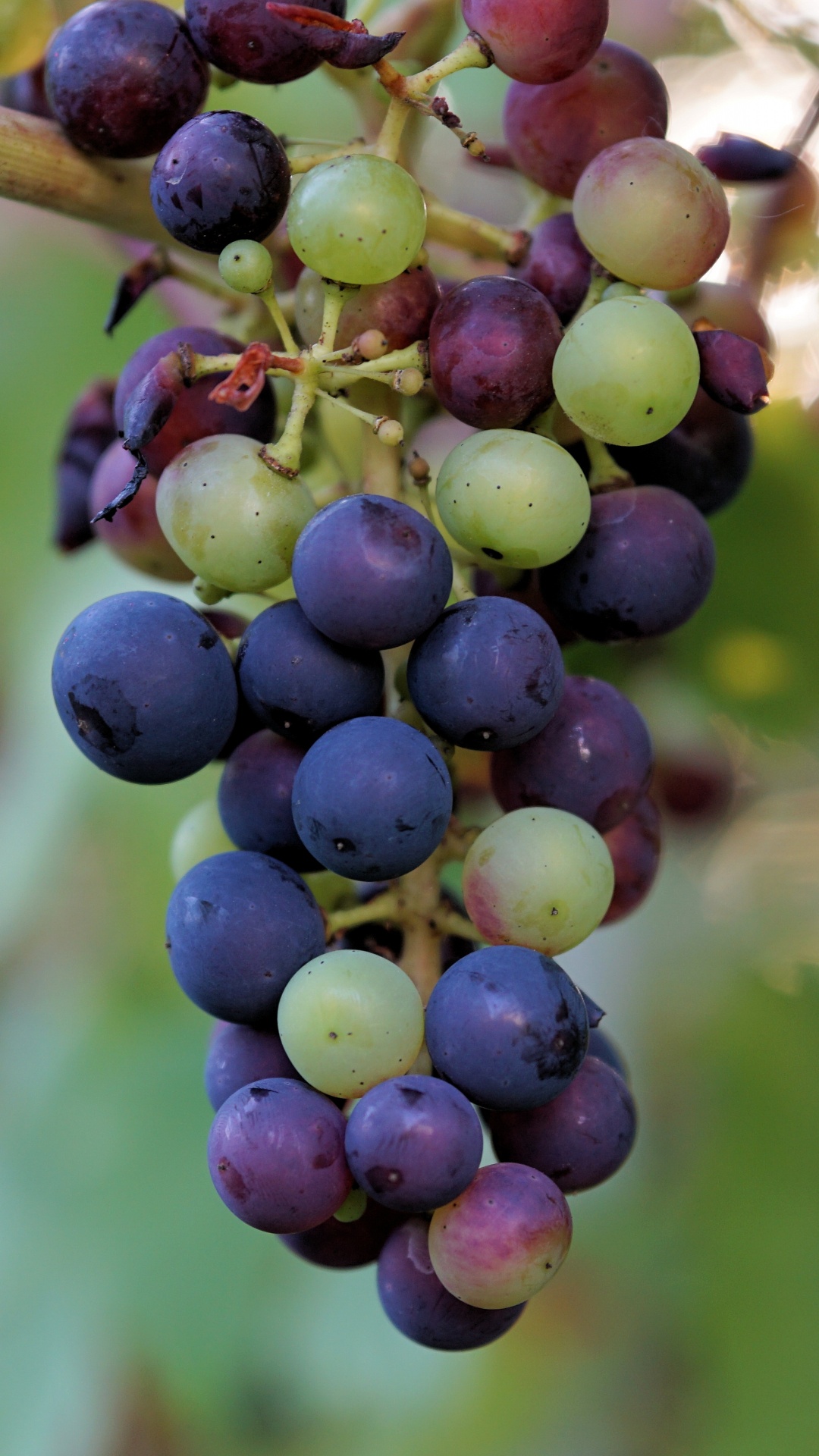 Purple Grapes in Tilt Shift Lens. Wallpaper in 1080x1920 Resolution