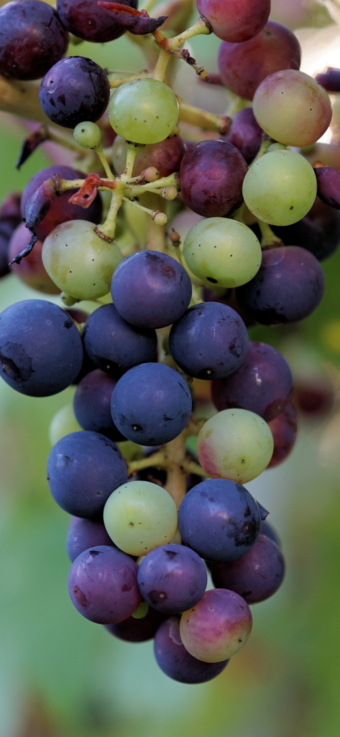Purple Grapes in Tilt Shift Lens. Wallpaper in 1125x2436 Resolution