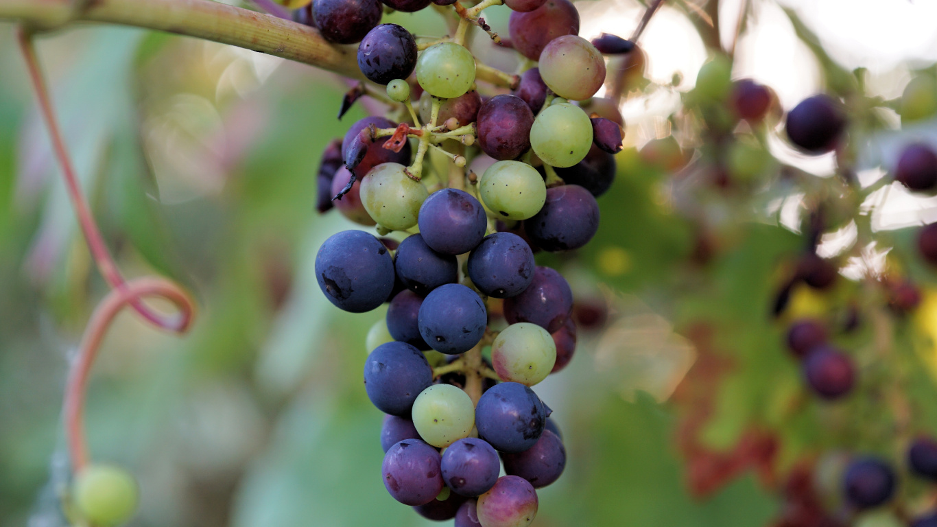 Purple Grapes in Tilt Shift Lens. Wallpaper in 1366x768 Resolution