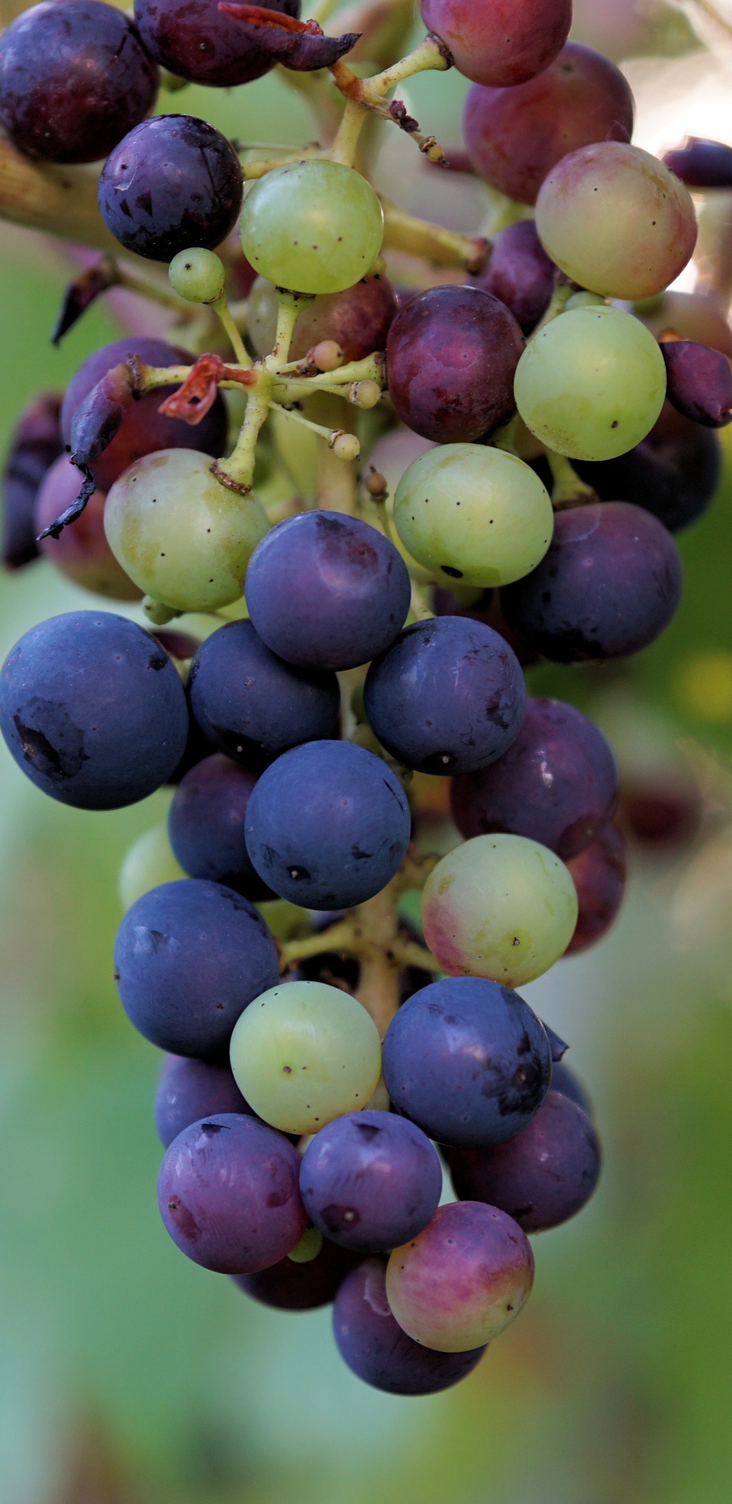 Purple Grapes in Tilt Shift Lens. Wallpaper in 1440x2960 Resolution