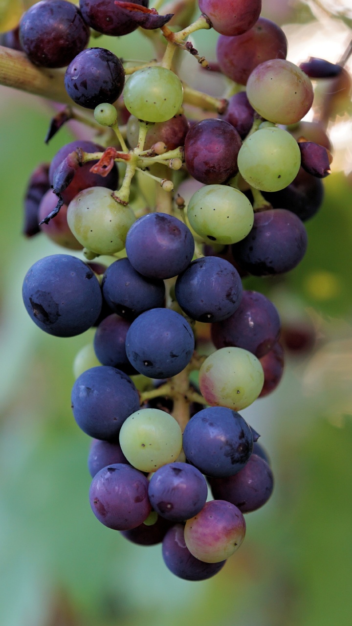 Purple Grapes in Tilt Shift Lens. Wallpaper in 720x1280 Resolution