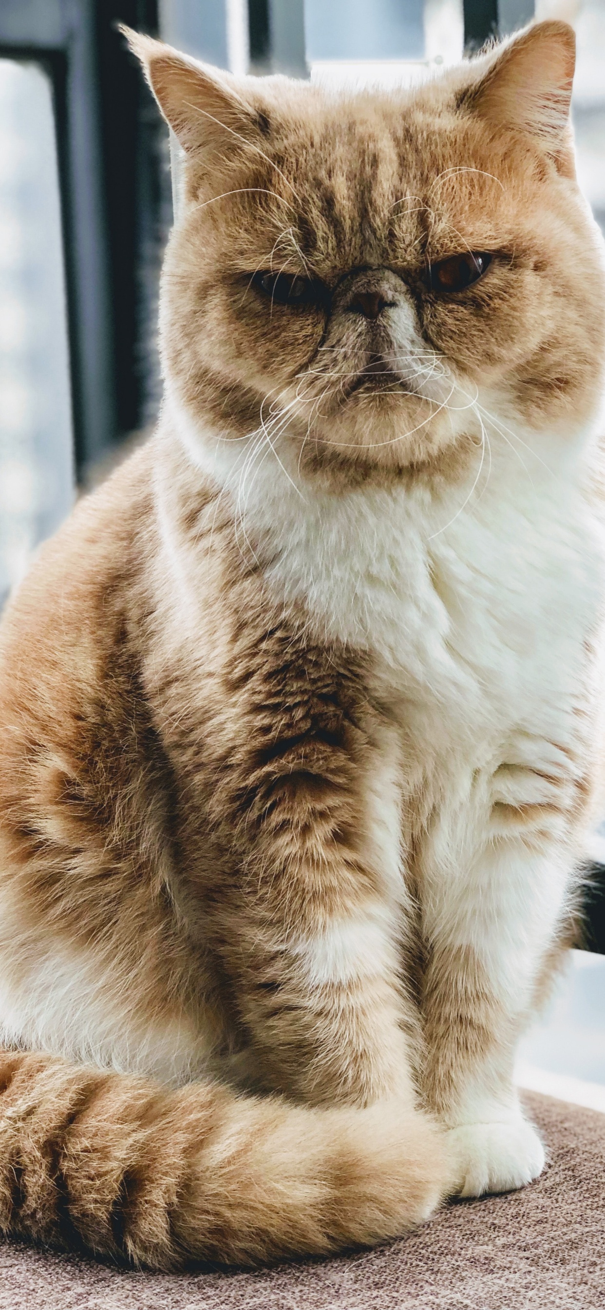 Moustache, L'exotic Shorthair, le British Shorthair, European Shorthair, Chat Persan. Wallpaper in 1242x2688 Resolution