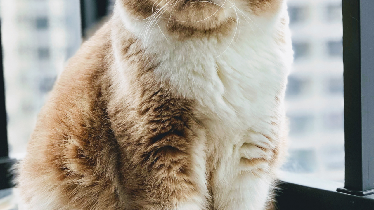 Moustache, L'exotic Shorthair, le British Shorthair, European Shorthair, Chat Persan. Wallpaper in 1280x720 Resolution