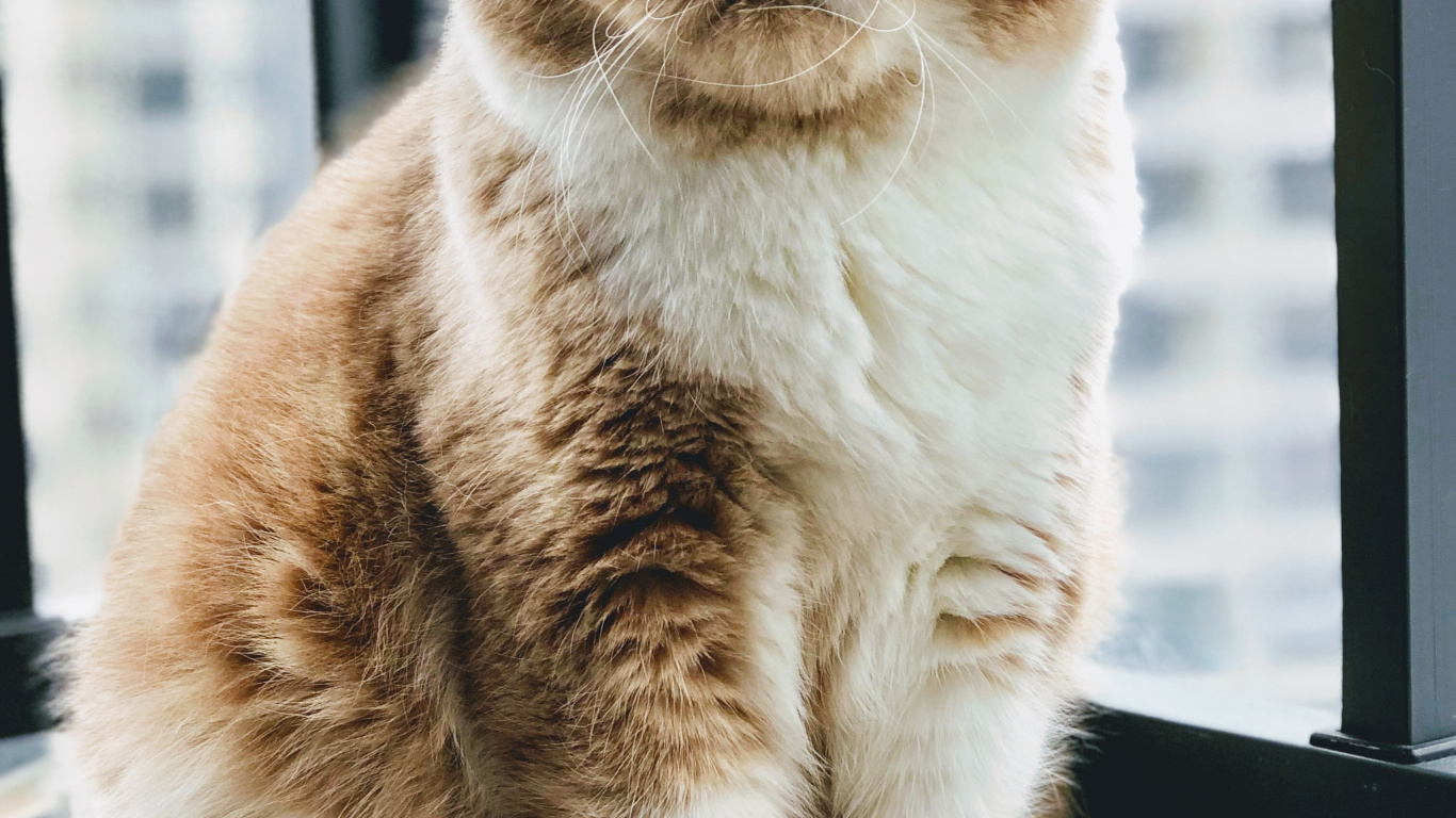 Moustache, L'exotic Shorthair, le British Shorthair, European Shorthair, Chat Persan. Wallpaper in 1366x768 Resolution