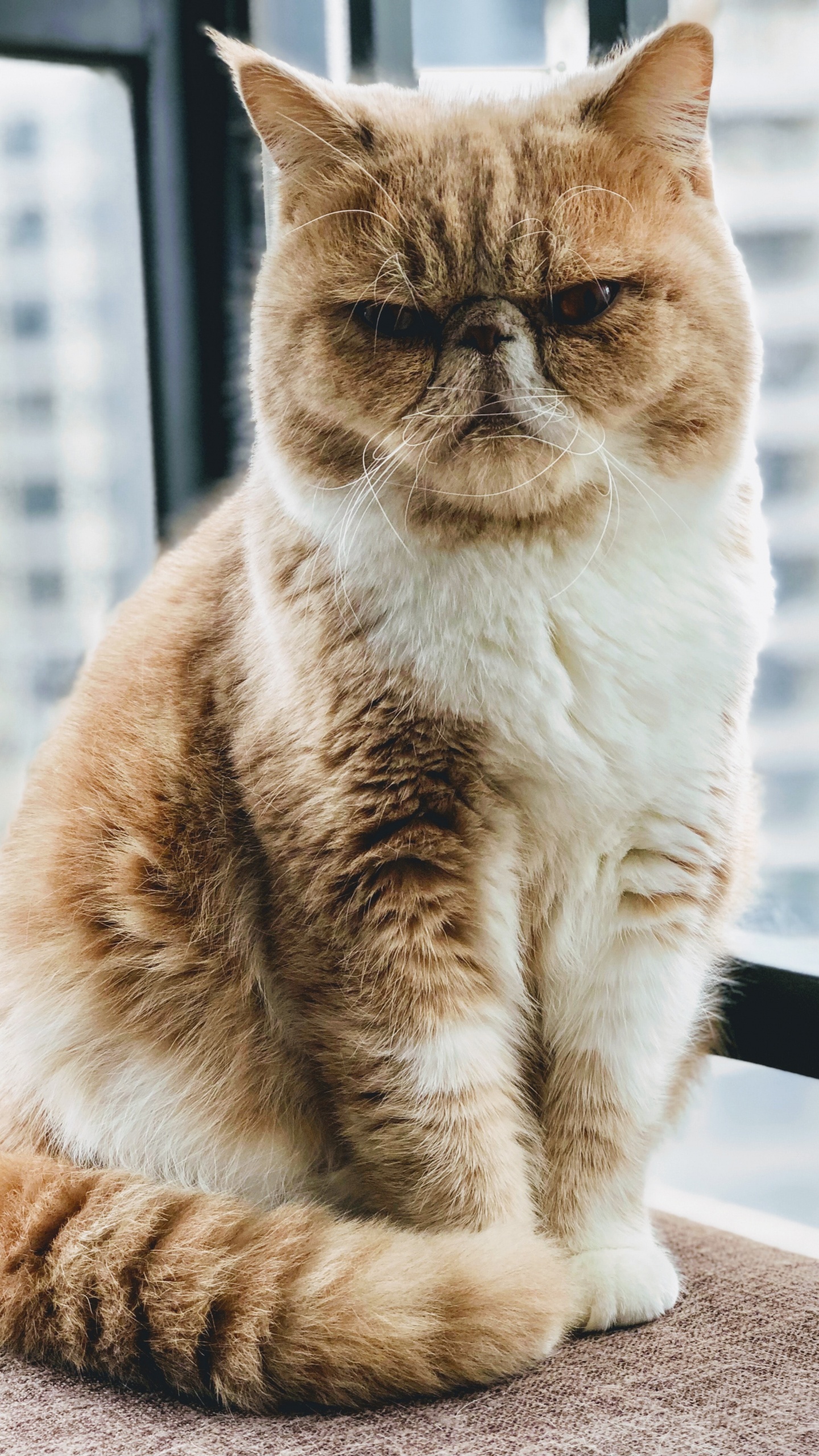 Whiskers, Exotic Shorthair, British Shorthair, European Shorthair, Persian Cat. Wallpaper in 1440x2560 Resolution