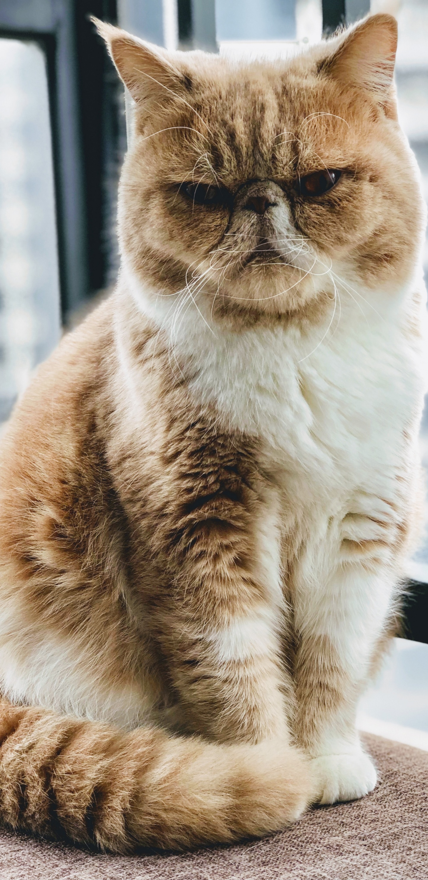 Whiskers, Exotic Shorthair, British Shorthair, European Shorthair, Persian Cat. Wallpaper in 1440x2960 Resolution