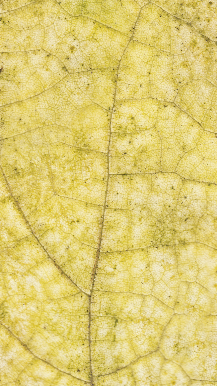 Grünes Blatt in Nahaufnahme. Wallpaper in 750x1334 Resolution