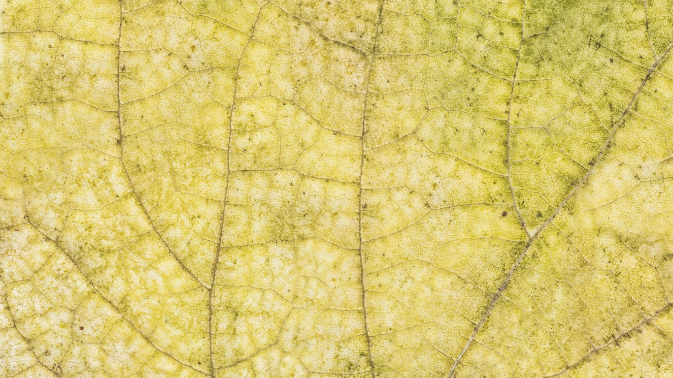 Green Leaf in Close up Photography. Wallpaper in 1366x768 Resolution