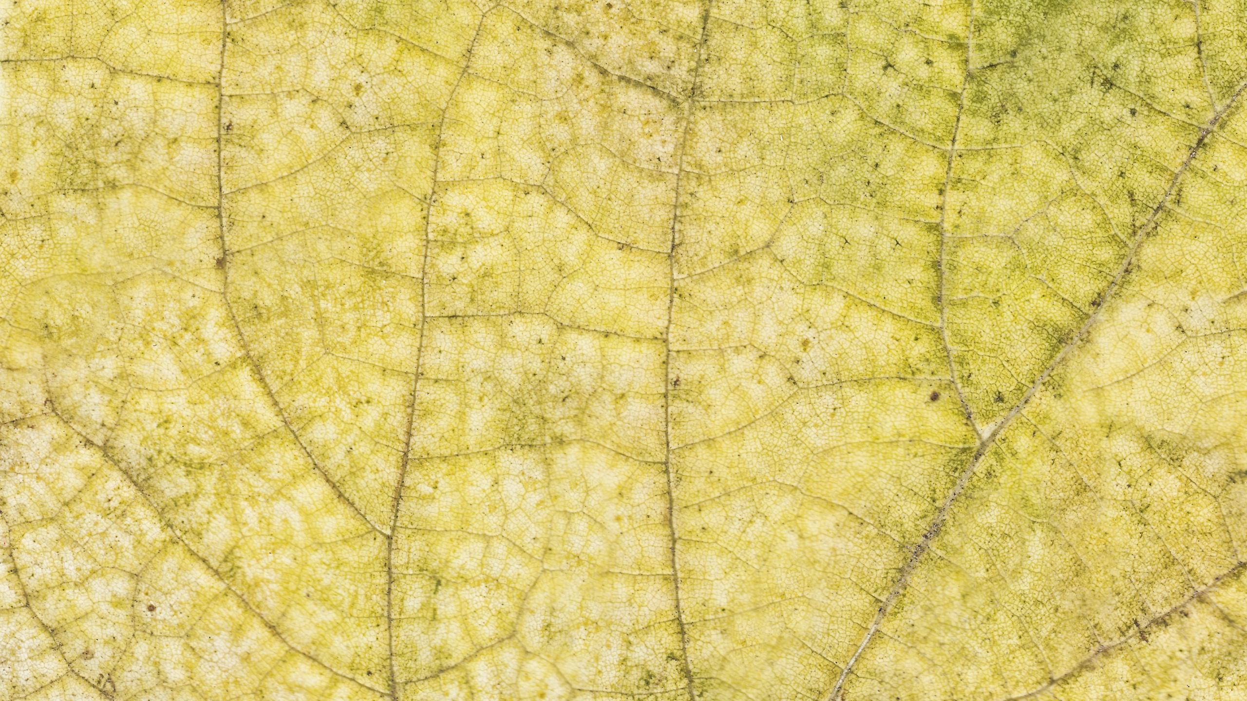 Download 2560x1440 Wallpaper Green Leaf in Close up Photography Green Leaf in Close up Photography. Wallpaper in 2560x1440 Resolution
