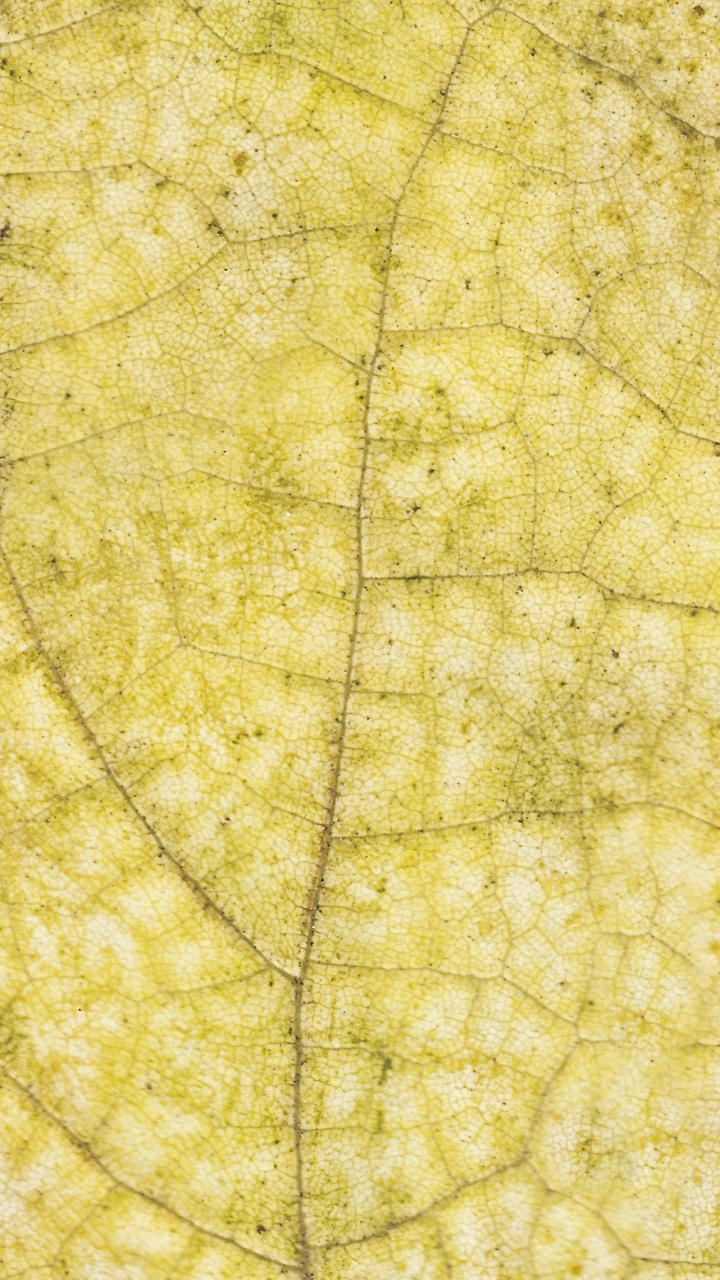 Feuille Verte en Photographie Rapprochée. Wallpaper in 720x1280 Resolution