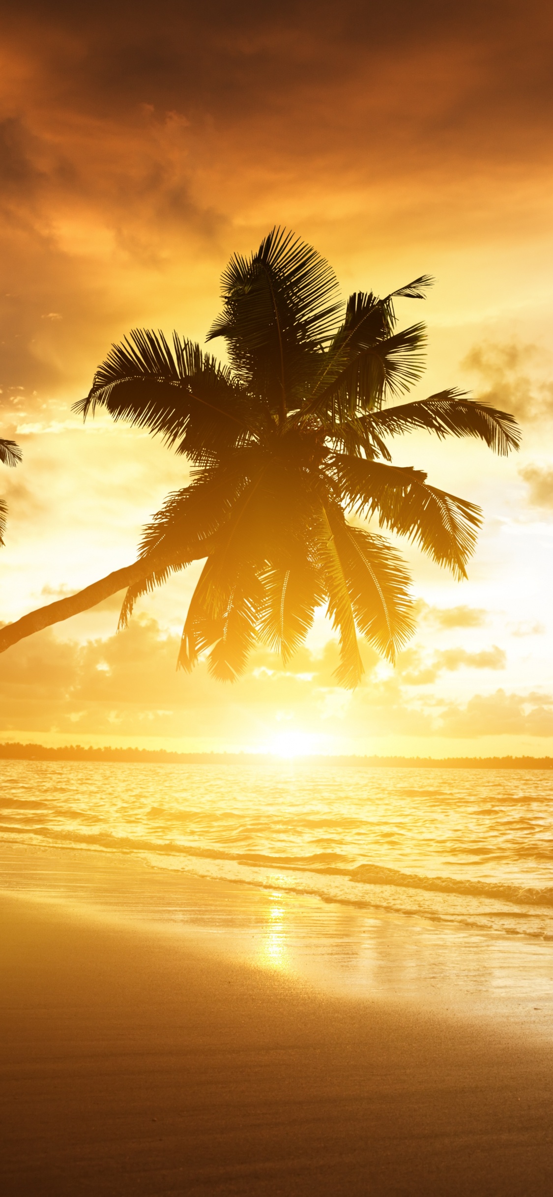 Palmera Cerca Del Mar Durante la Puesta de Sol. Wallpaper in 1125x2436 Resolution