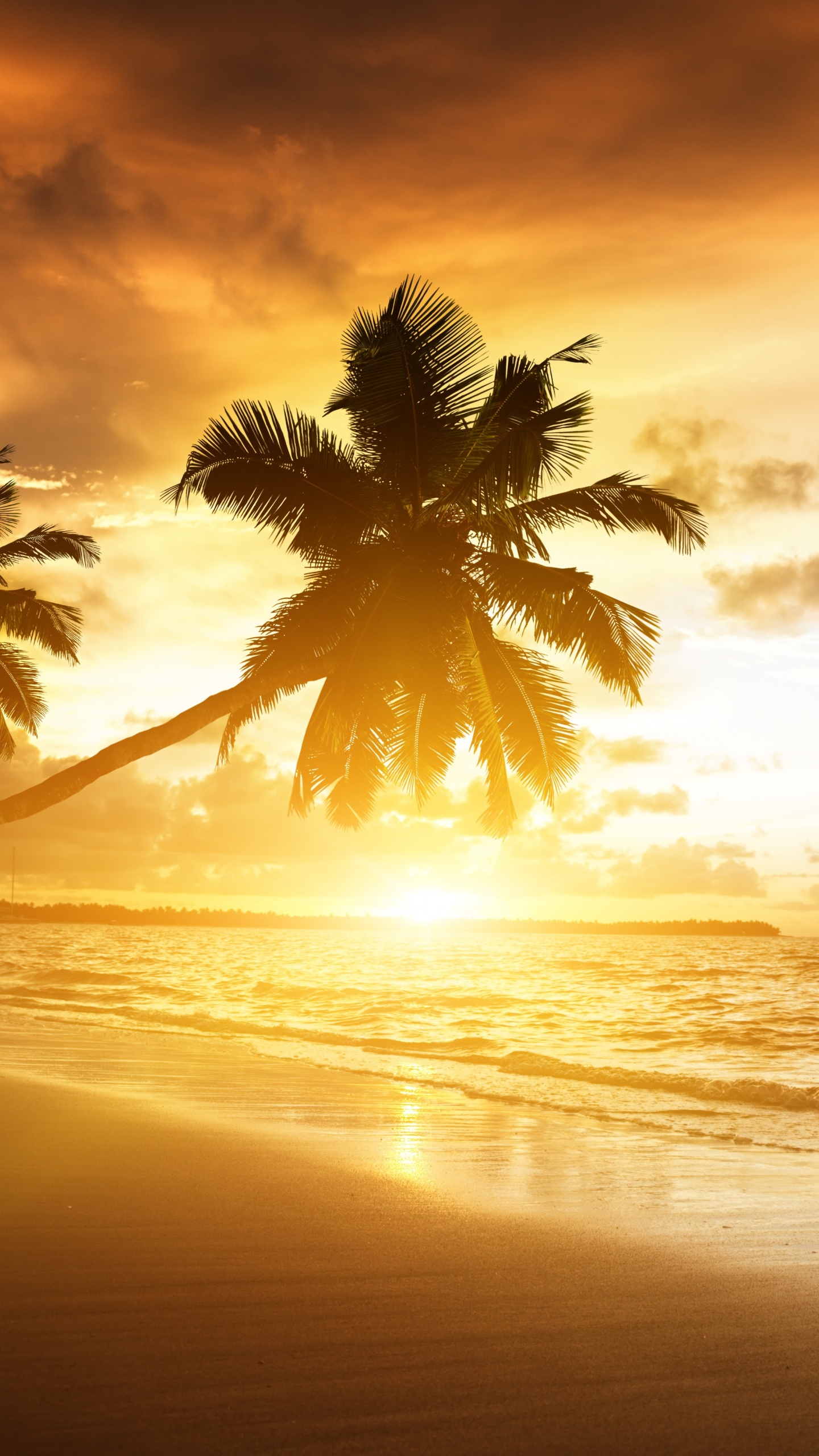 Palmera Cerca Del Mar Durante la Puesta de Sol. Wallpaper in 1440x2560 Resolution