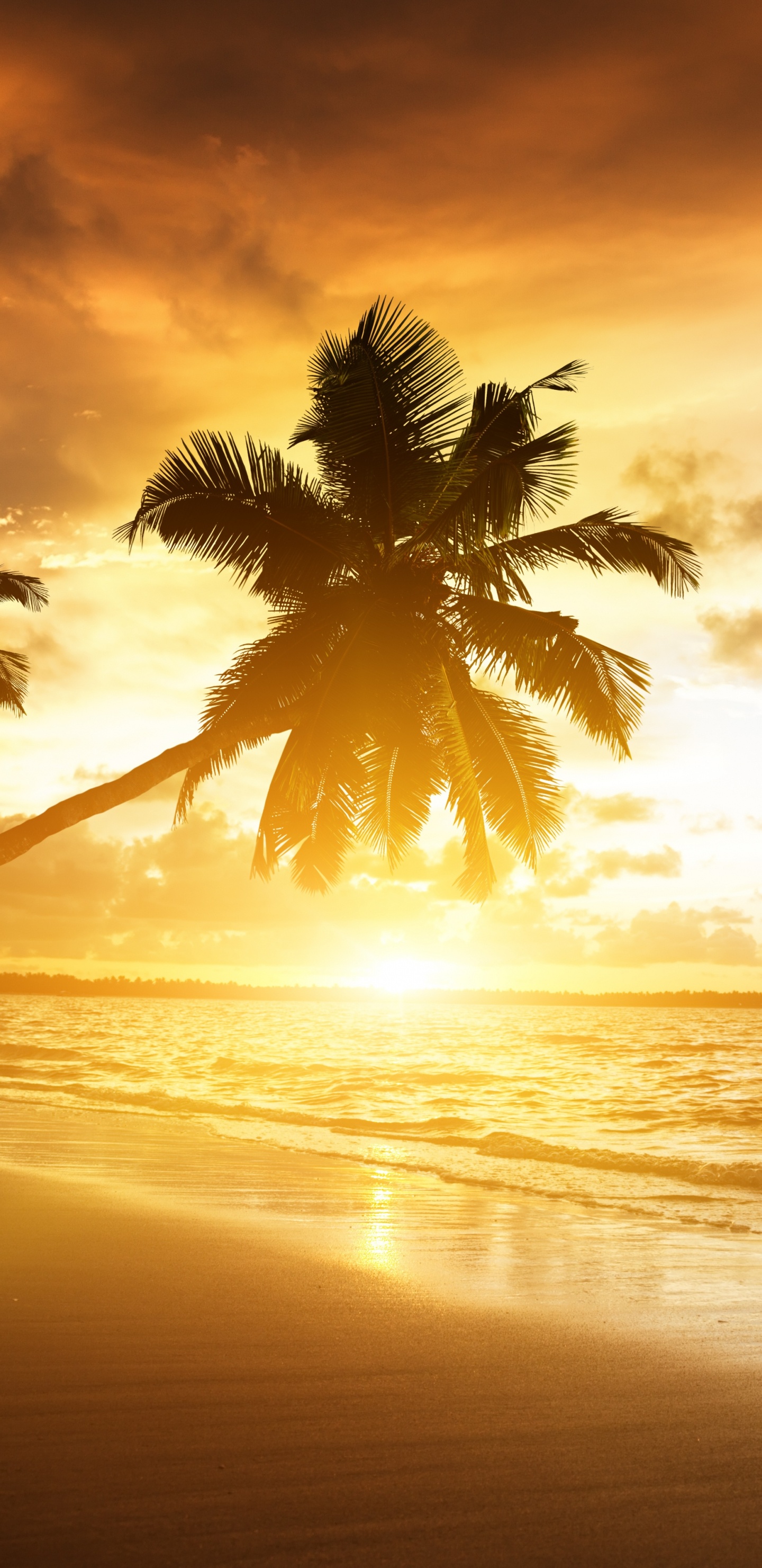 Palmera Cerca Del Mar Durante la Puesta de Sol. Wallpaper in 1440x2960 Resolution