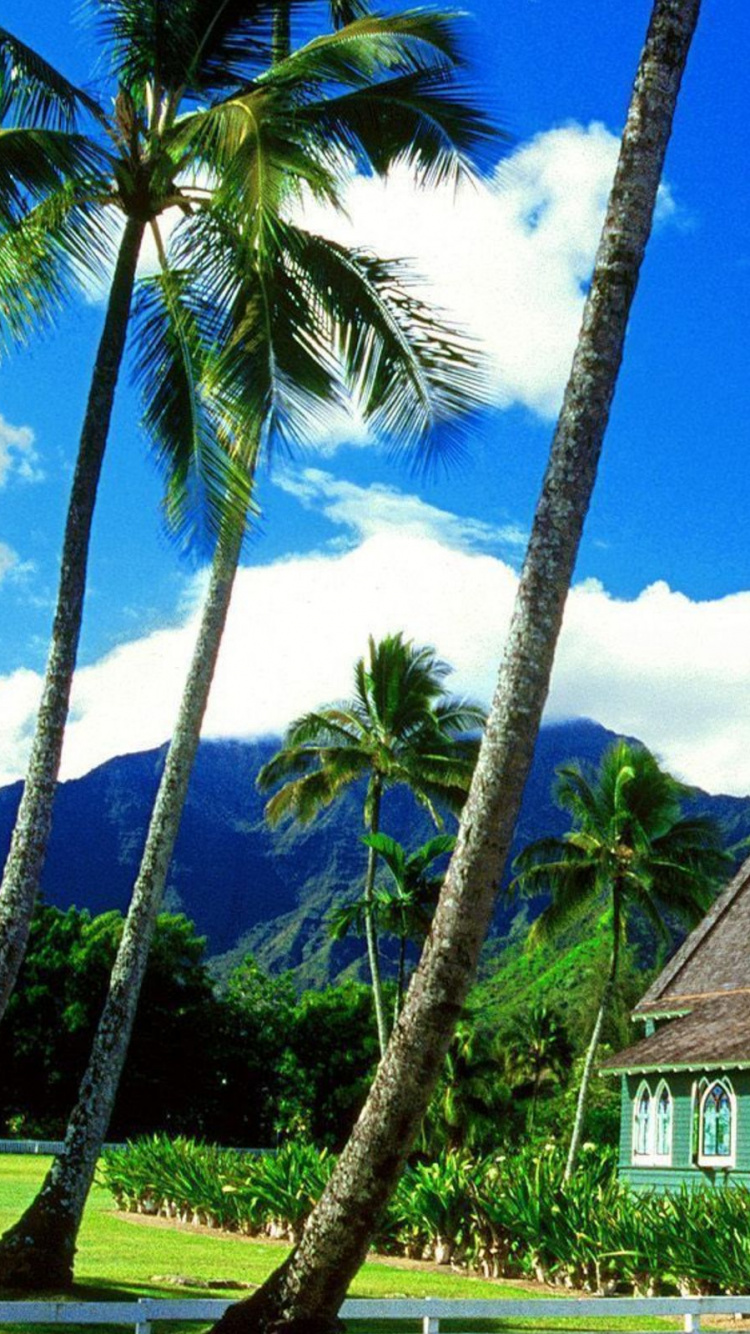 Brown and White Wooden House Near Palm Tree Under Blue Sky During Daytime. Wallpaper in 750x1334 Resolution