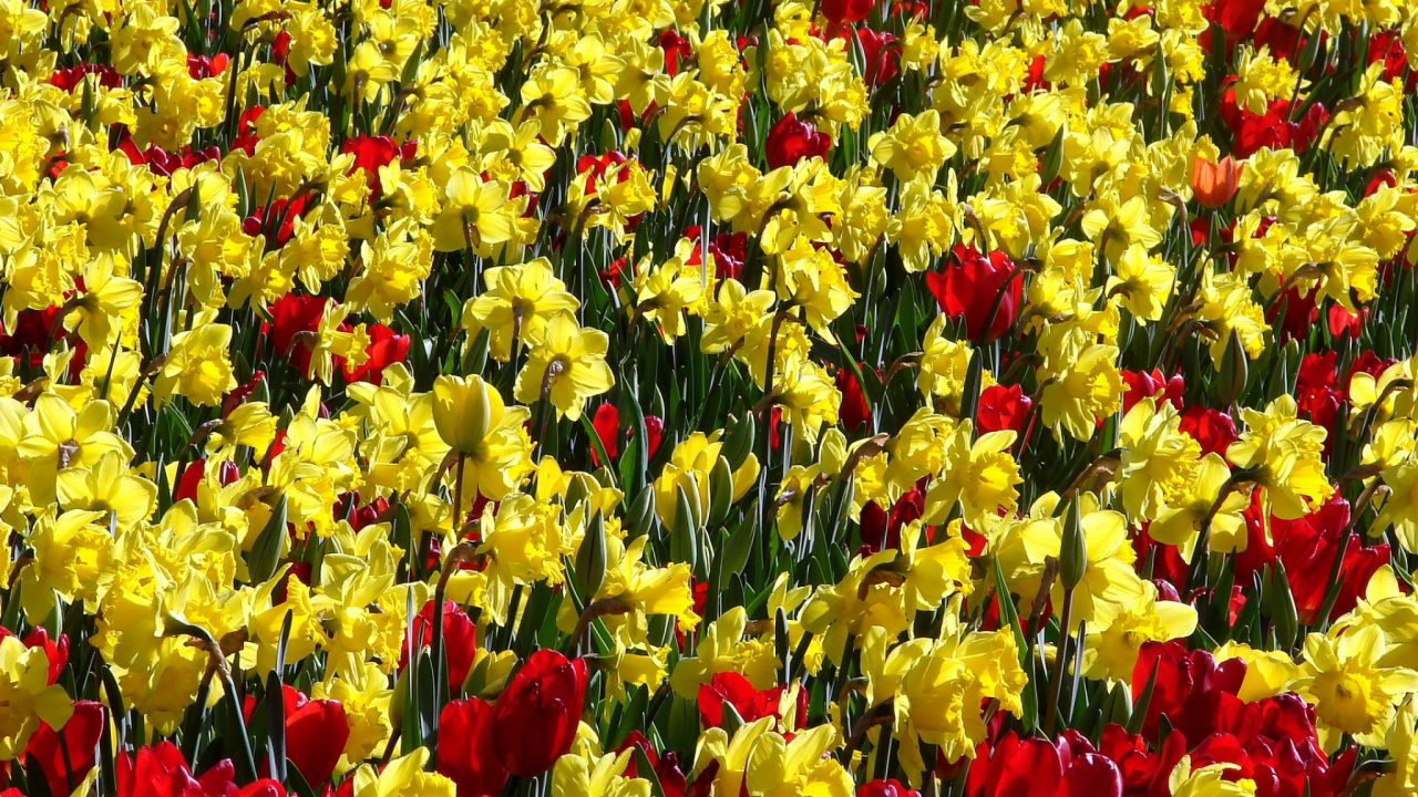 Gelbes Und Rotes Tulpenfeld. Wallpaper in 1280x720 Resolution