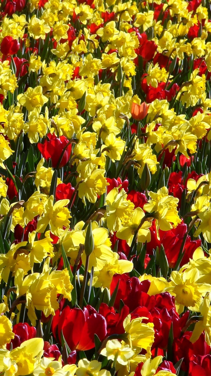 Gelbes Und Rotes Tulpenfeld. Wallpaper in 720x1280 Resolution
