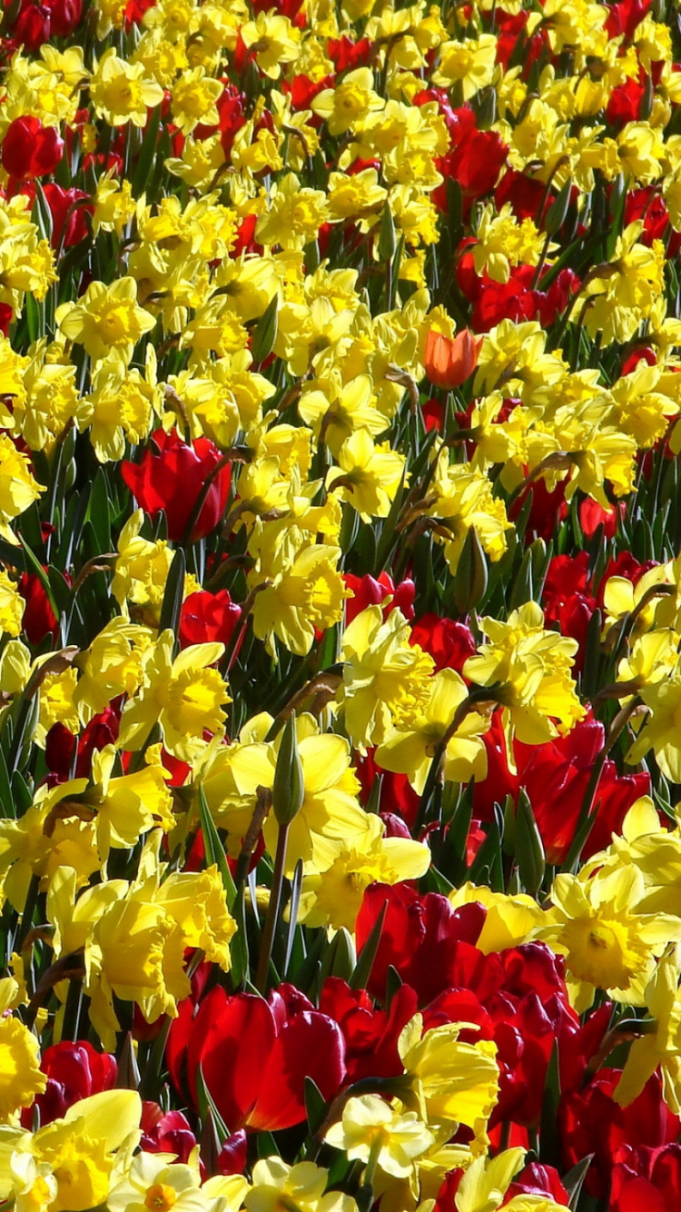Yellow and Red Tulips Field. Wallpaper in 750x1334 Resolution
