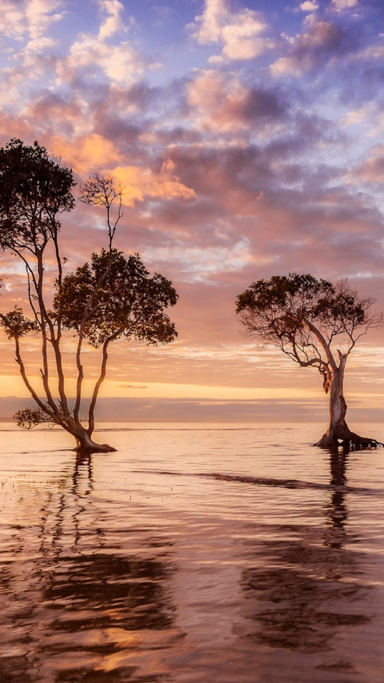 Silhouette of Trees on Body of Water During Sunset. Wallpaper in 750x1334 Resolution