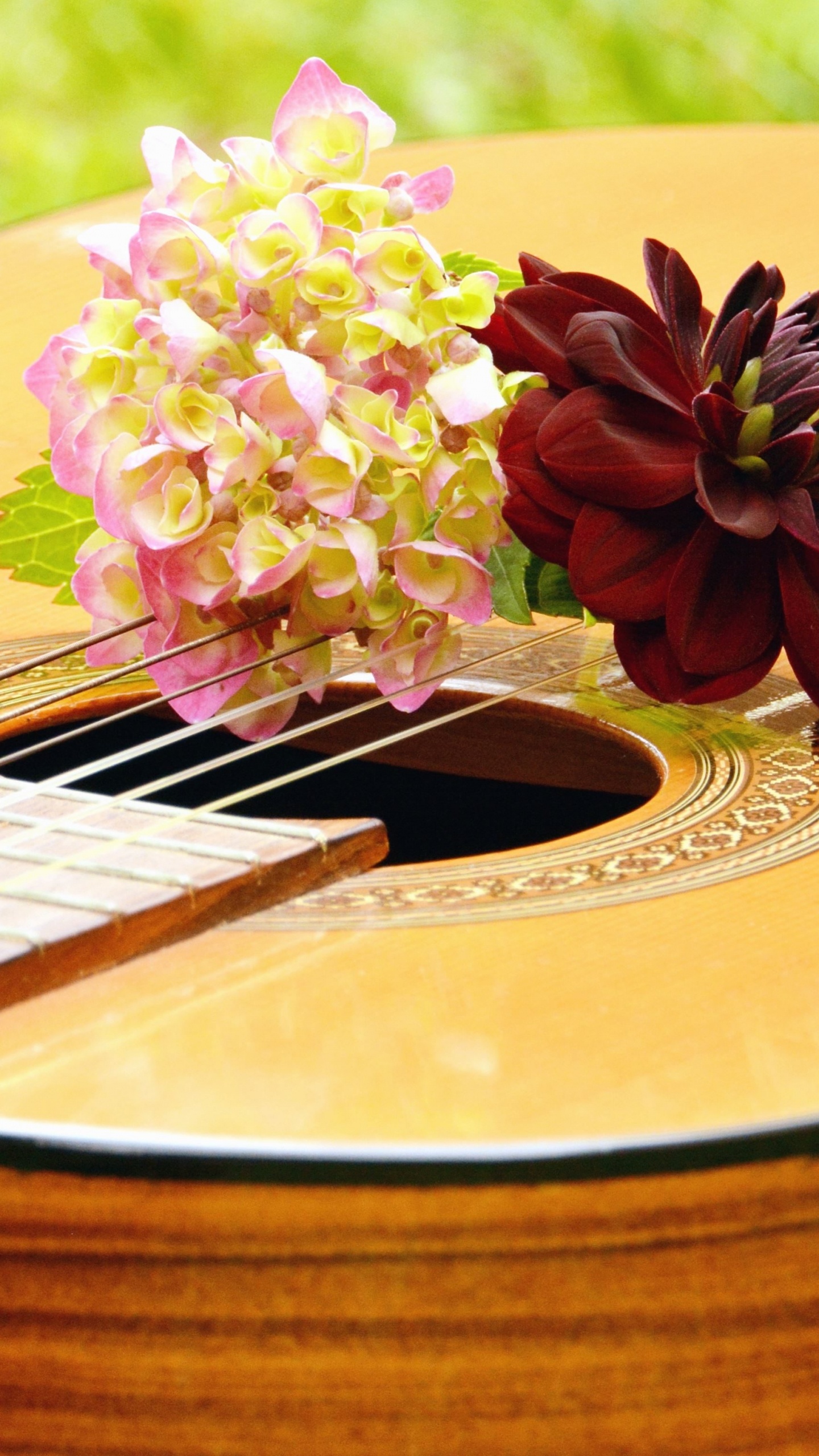 Guitar, String Instrument, Plucked String Instruments, Musical Instrument, Cuatro. Wallpaper in 1440x2560 Resolution