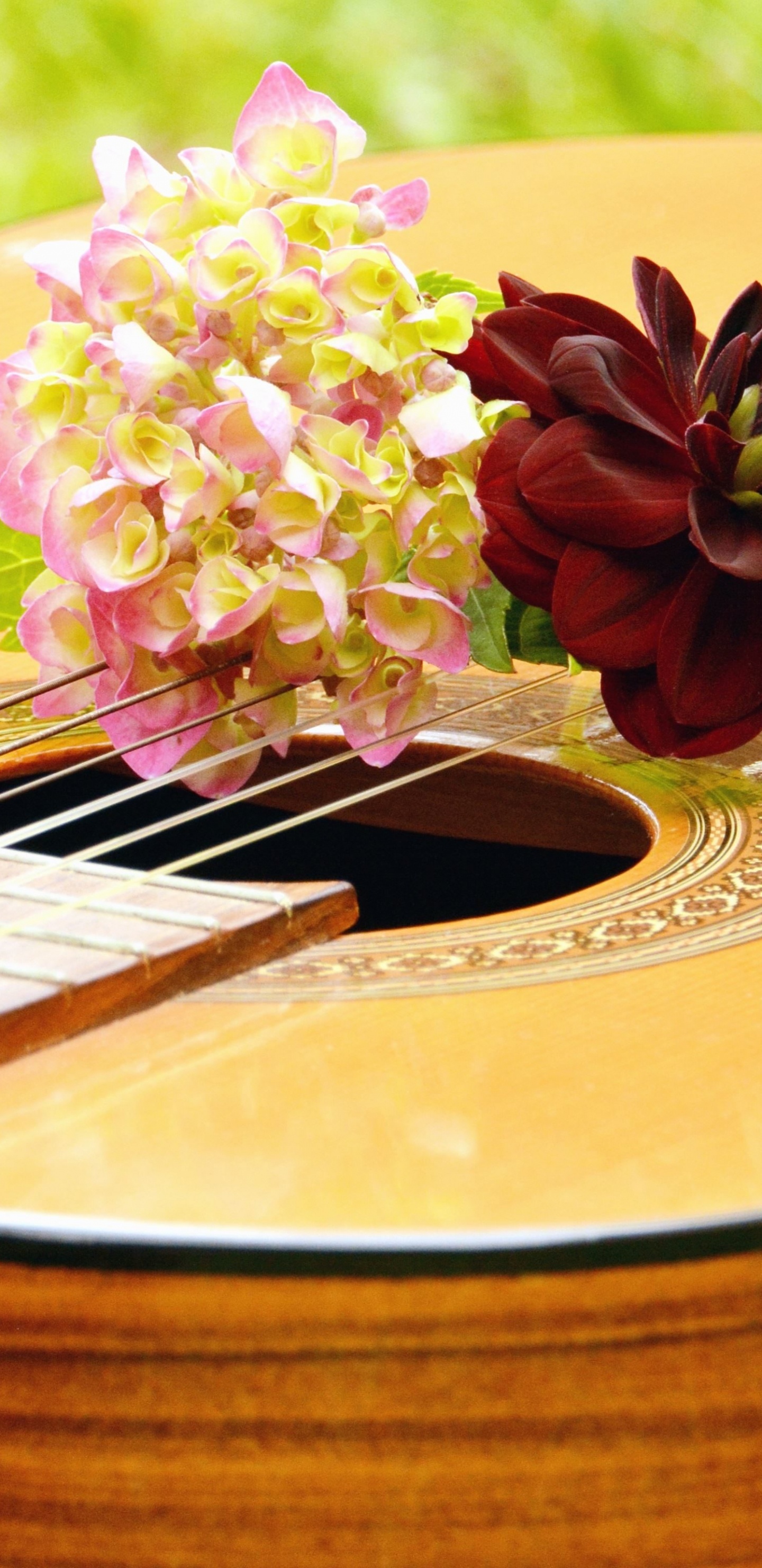 Guitar, String Instrument, Plucked String Instruments, Musical Instrument, Cuatro. Wallpaper in 1440x2960 Resolution