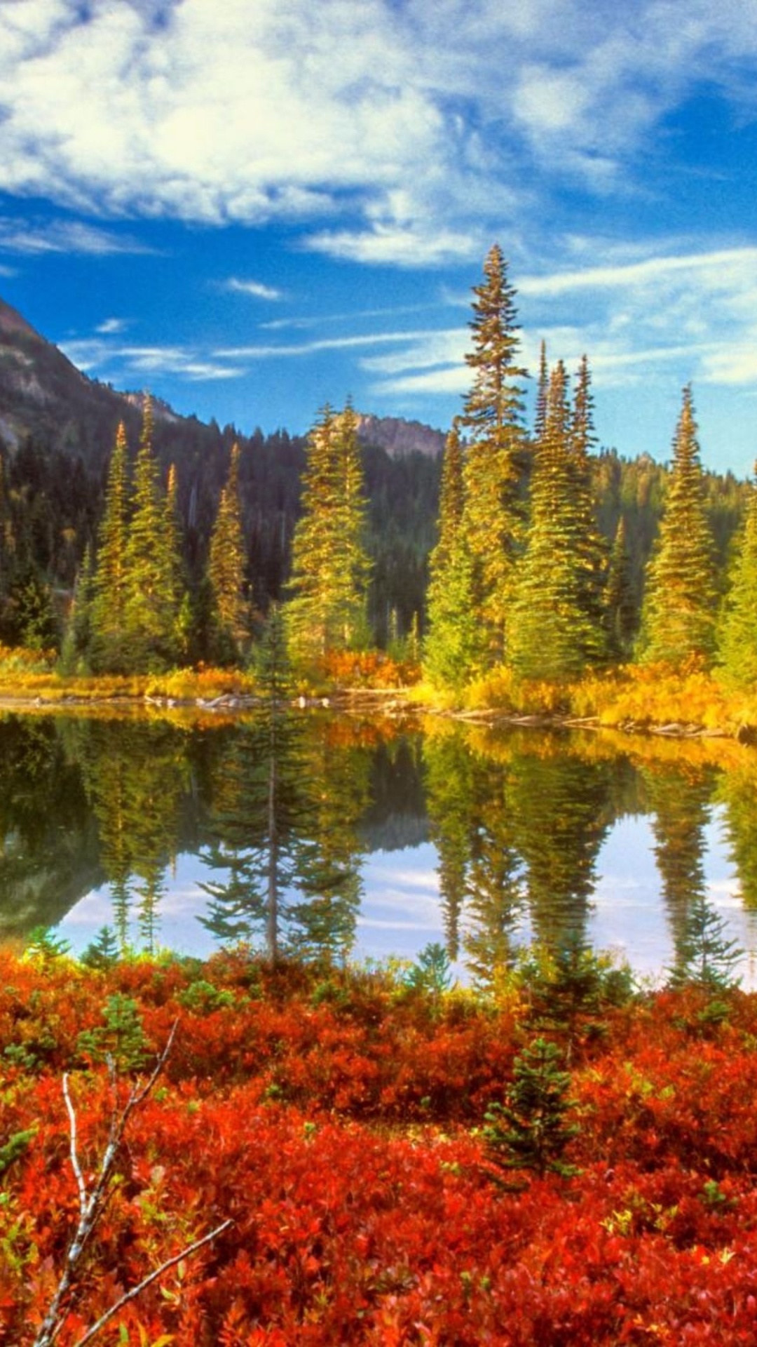 Green Trees Near Lake Under Blue Sky During Daytime. Wallpaper in 1080x1920 Resolution