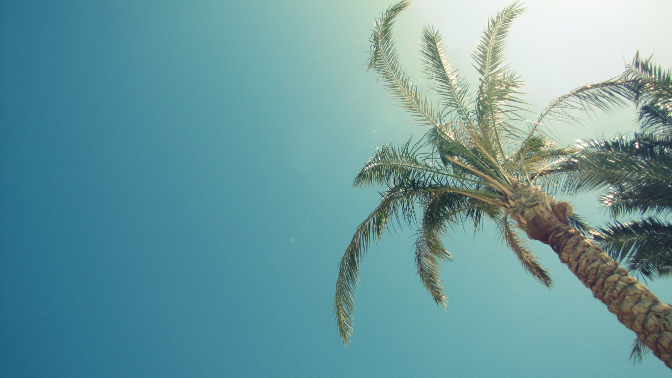 Tagsüber Grüne Palme Unter Blauem Himmel. Wallpaper in 1366x768 Resolution