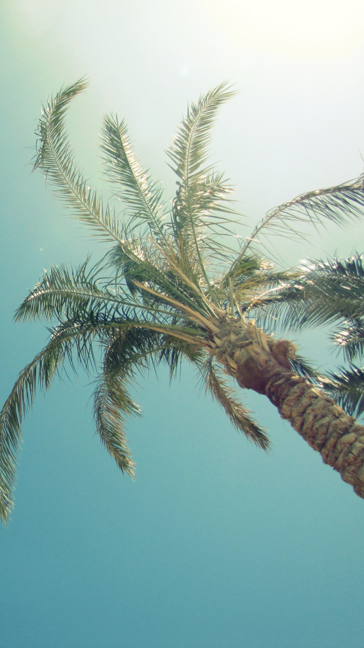 Palmera Verde Bajo un Cielo Azul Durante el Día. Wallpaper in 750x1334 Resolution