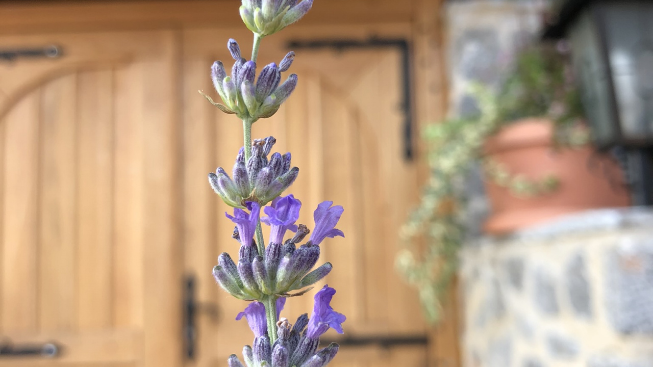 Flora, la Floración de la Planta, Inglés Lavanda, la Física, Biología. Wallpaper in 1280x720 Resolution