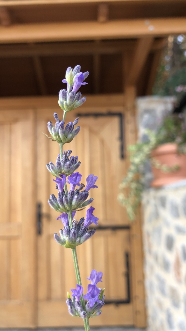 Flora, la Floración de la Planta, Inglés Lavanda, la Física, Biología. Wallpaper in 720x1280 Resolution