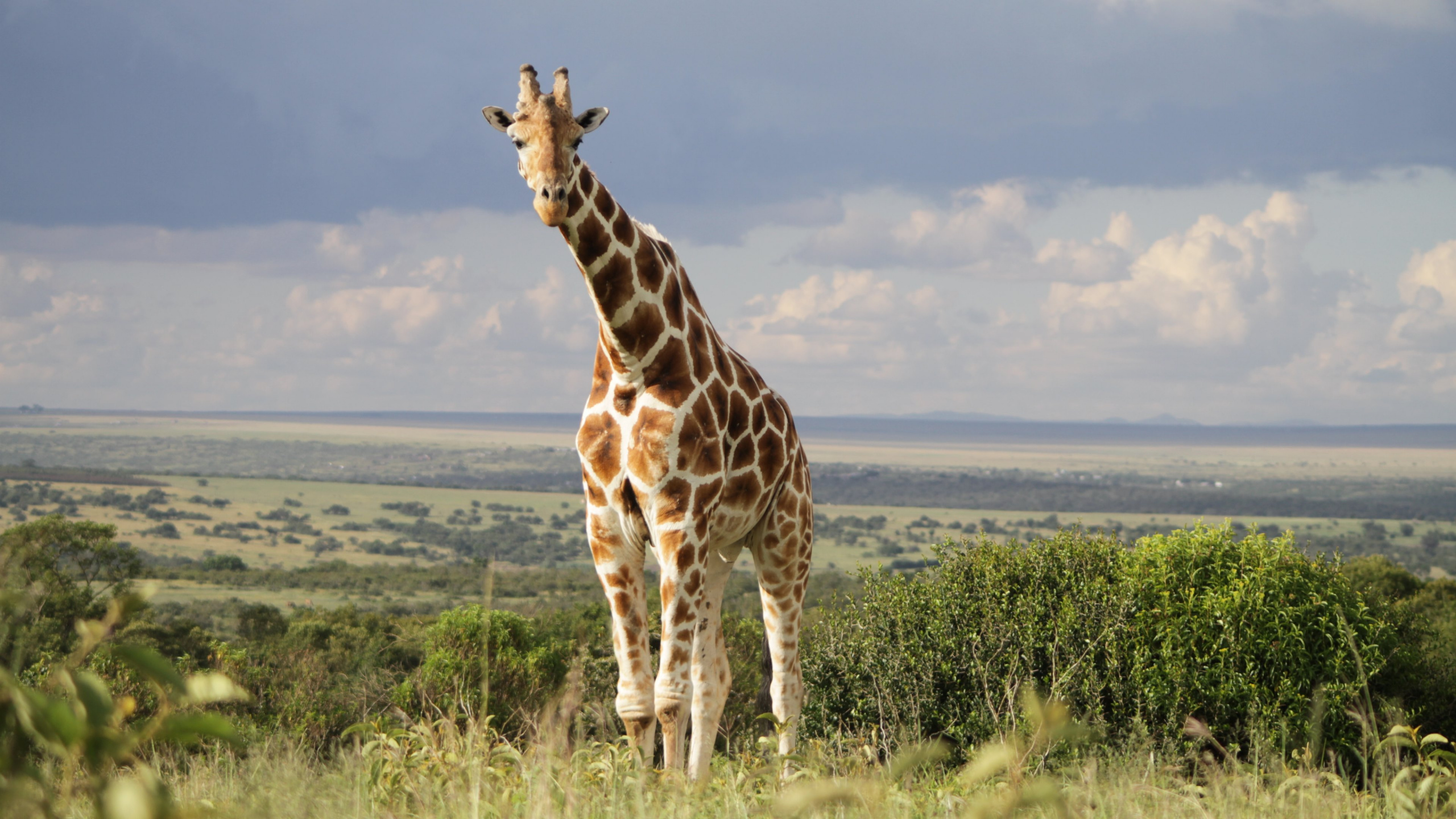Girafe Debout Sur un Terrain D'herbe Verte Pendant la Journée. Wallpaper in 2560x1440 Resolution