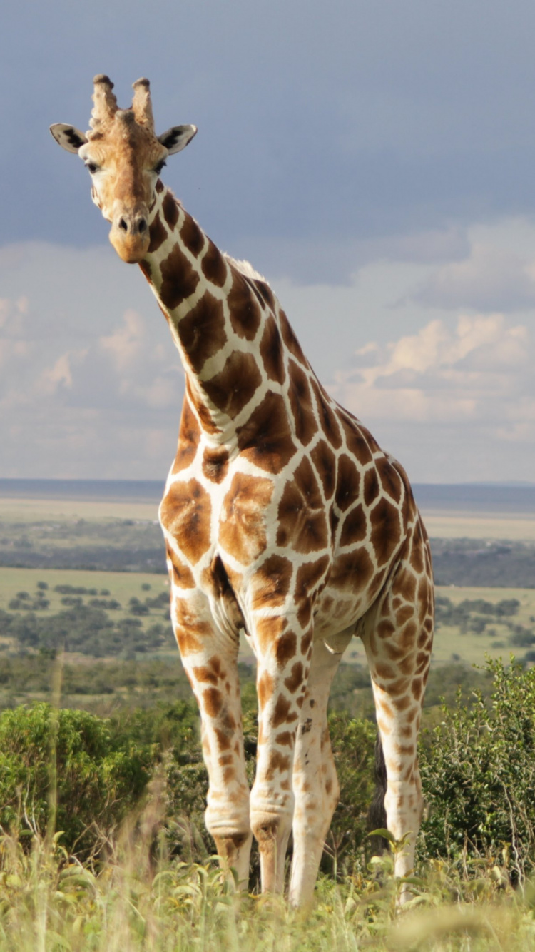Girafe Debout Sur un Terrain D'herbe Verte Pendant la Journée. Wallpaper in 750x1334 Resolution