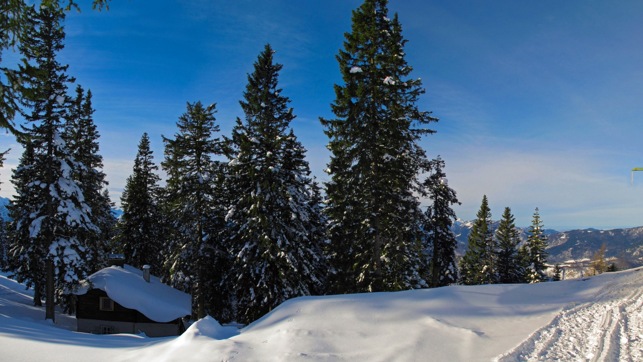 Pinos Verdes Sobre Suelo Cubierto de Nieve Bajo un Cielo Azul Durante el Día. Wallpaper in 1280x720 Resolution