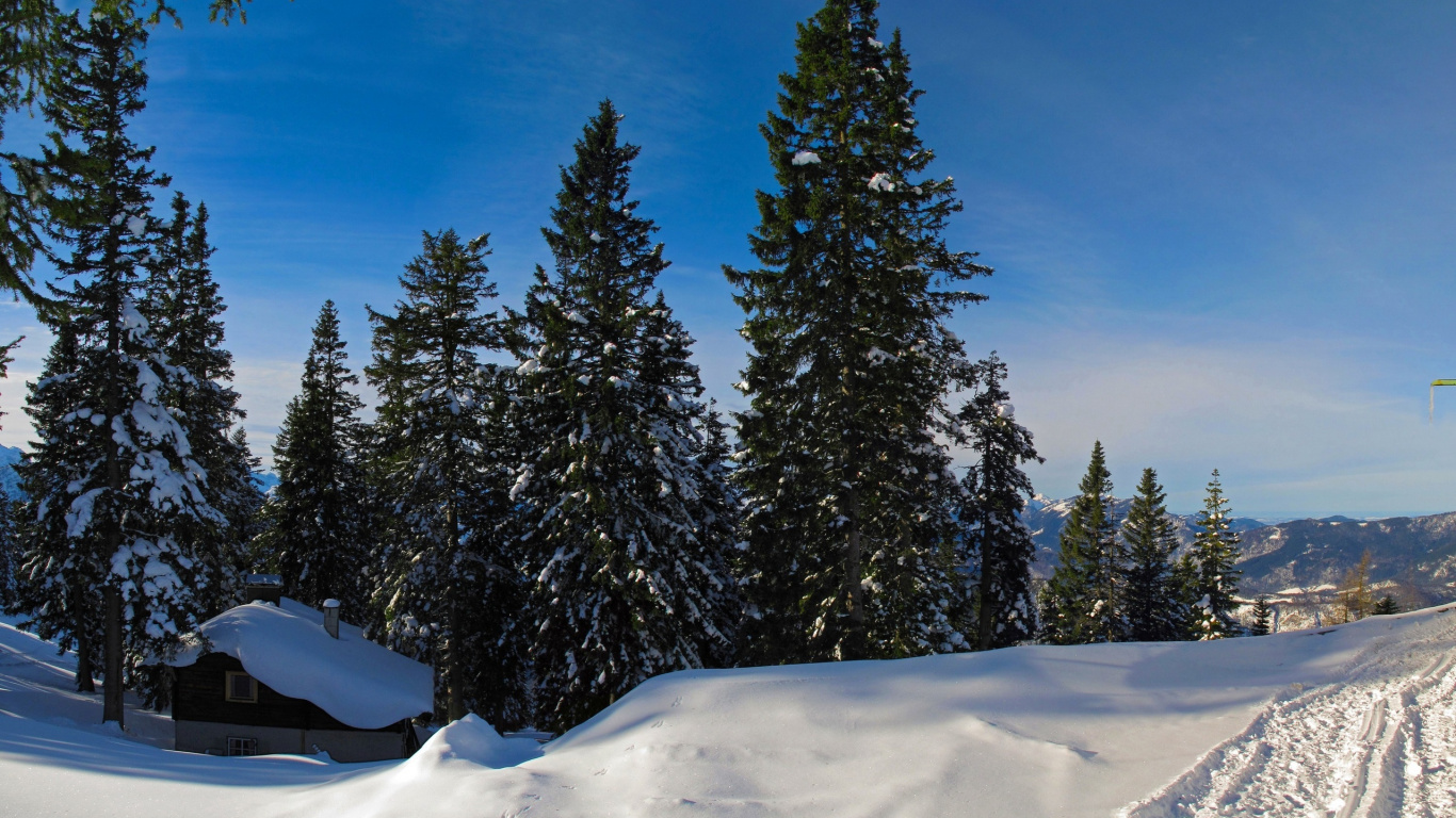 Green Pine Trees on Snow Covered Ground Under Blue Sky During Daytime. Wallpaper in 1366x768 Resolution