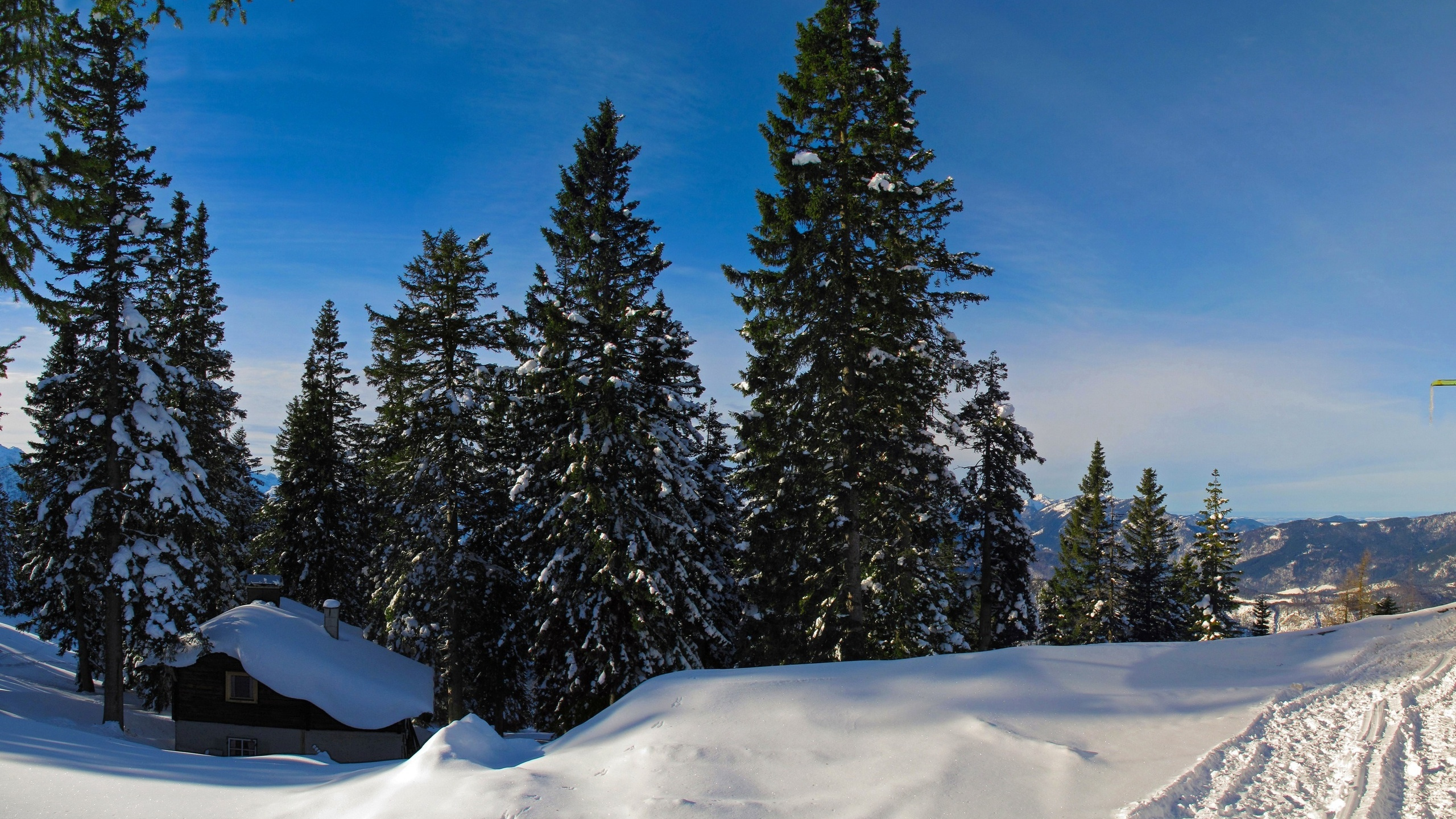 Green Pine Trees on Snow Covered Ground Under Blue Sky During Daytime. Wallpaper in 2560x1440 Resolution