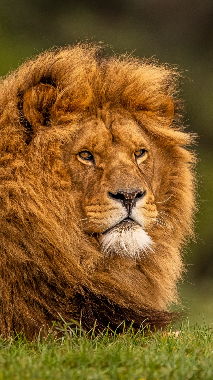 Lion Lying on Green Grass During Daytime. Wallpaper in 750x1334 Resolution