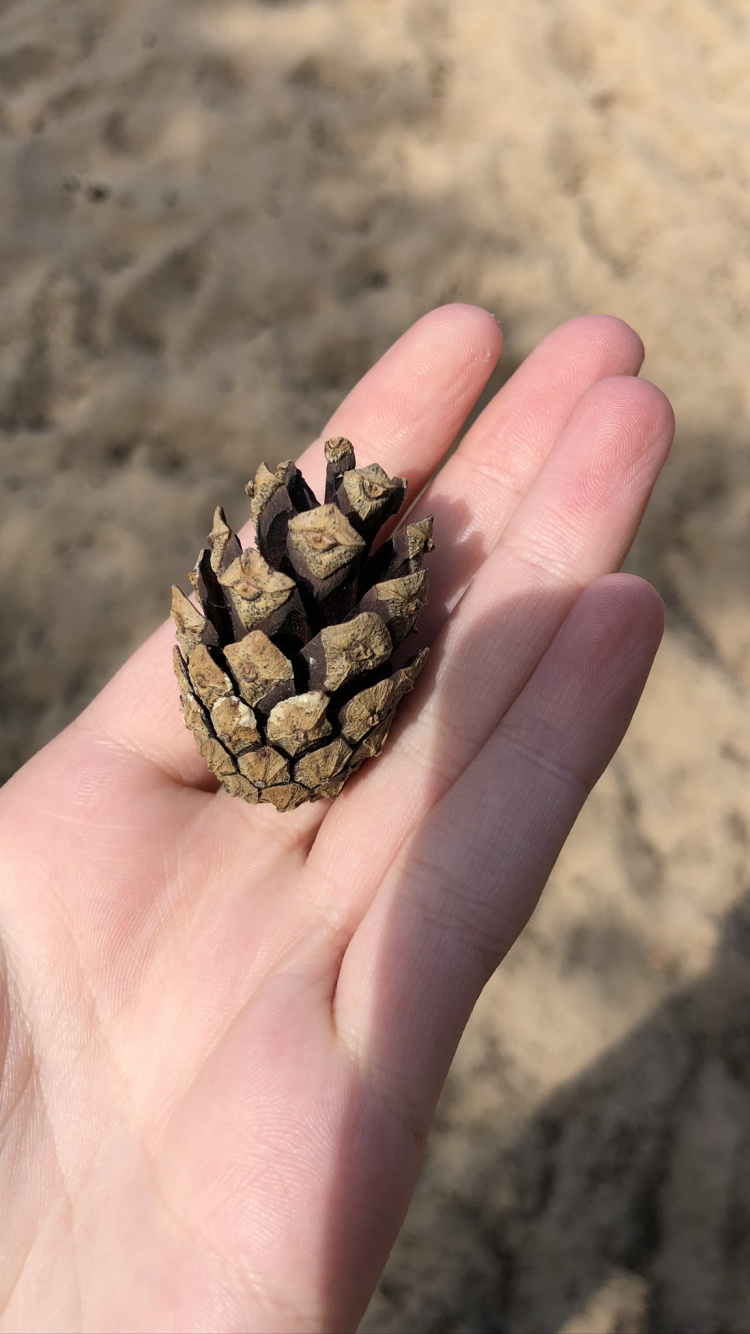 Hand, Finger, Daumen, Nagel, Sand. Wallpaper in 750x1334 Resolution