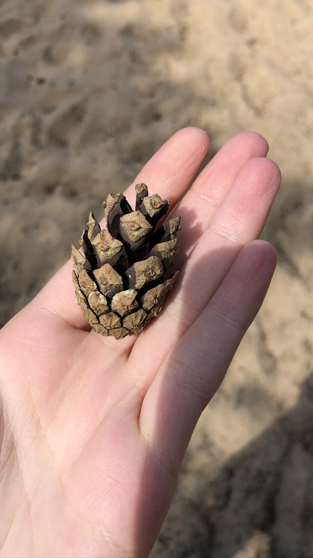 Hand, Finger, Thumb, Nail, Sand. Wallpaper in 1080x1920 Resolution