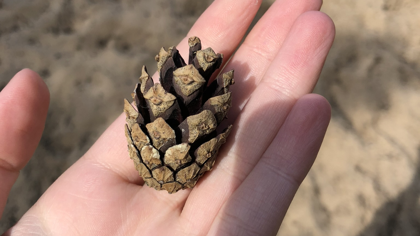 Main, Doigt, Pouce, Ongle, Sand. Wallpaper in 1366x768 Resolution