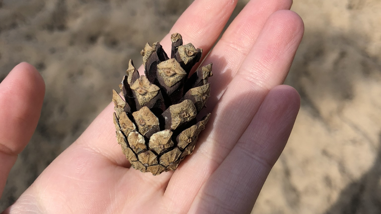 Mano, Dedo, Pulgar, Uña, Arena. Wallpaper in 1280x720 Resolution