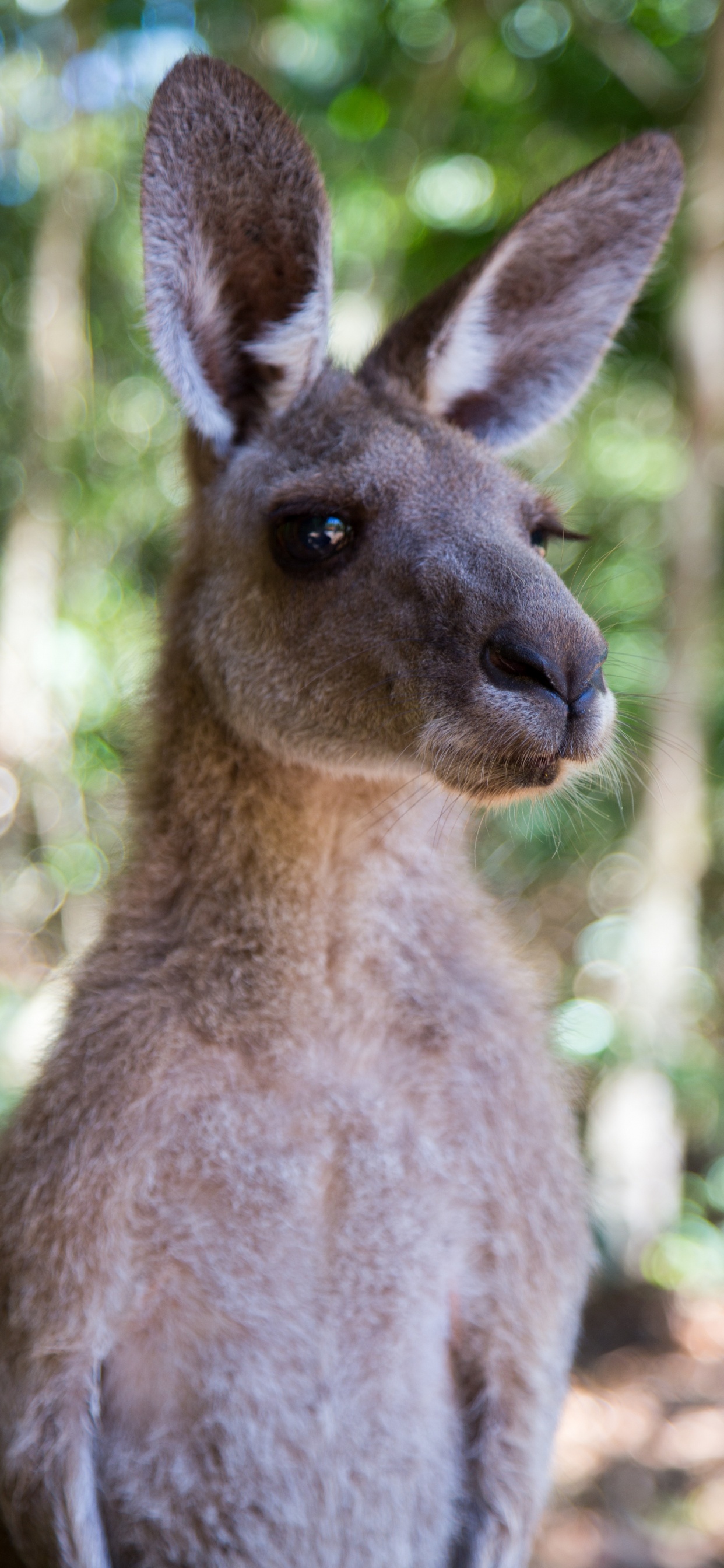 Brown Kangaroo in Tilt Shift Lens. Wallpaper in 1242x2688 Resolution