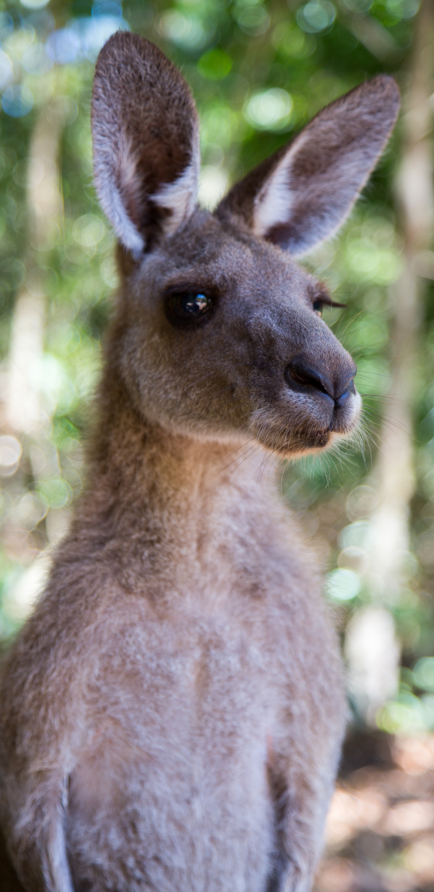 Brown Kangaroo in Tilt Shift Lens. Wallpaper in 1440x2960 Resolution