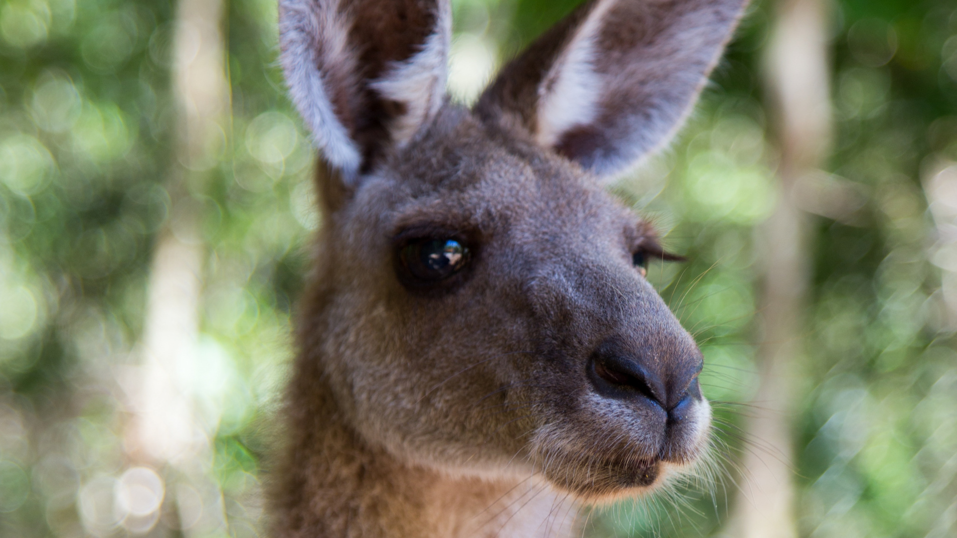 Brown Kangaroo in Tilt Shift Lens. Wallpaper in 1920x1080 Resolution