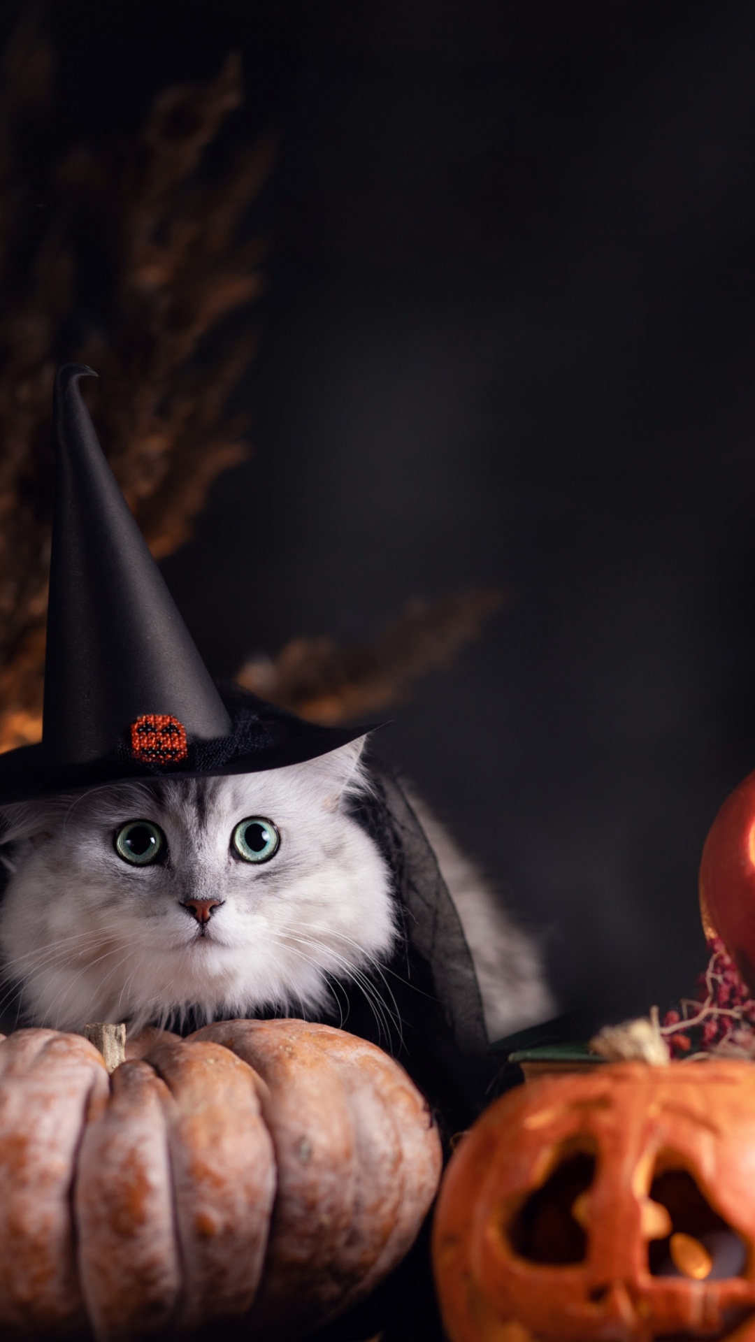 小猫, 胡须, 黑色的猫, 猫科, 中小型猫 壁纸 1080x1920 允许