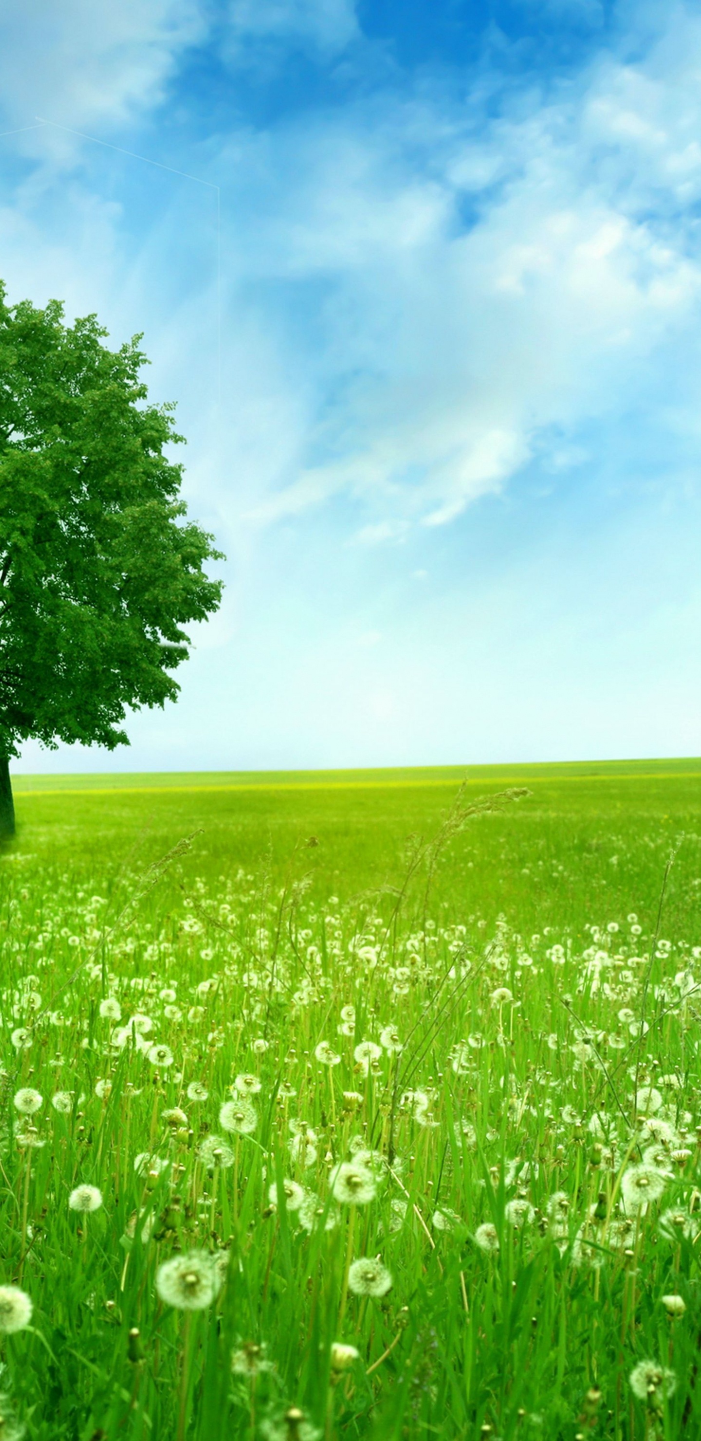 Arbre Vert Sur Terrain D'herbe Verte Sous Ciel Bleu Pendant la Journée. Wallpaper in 1440x2960 Resolution