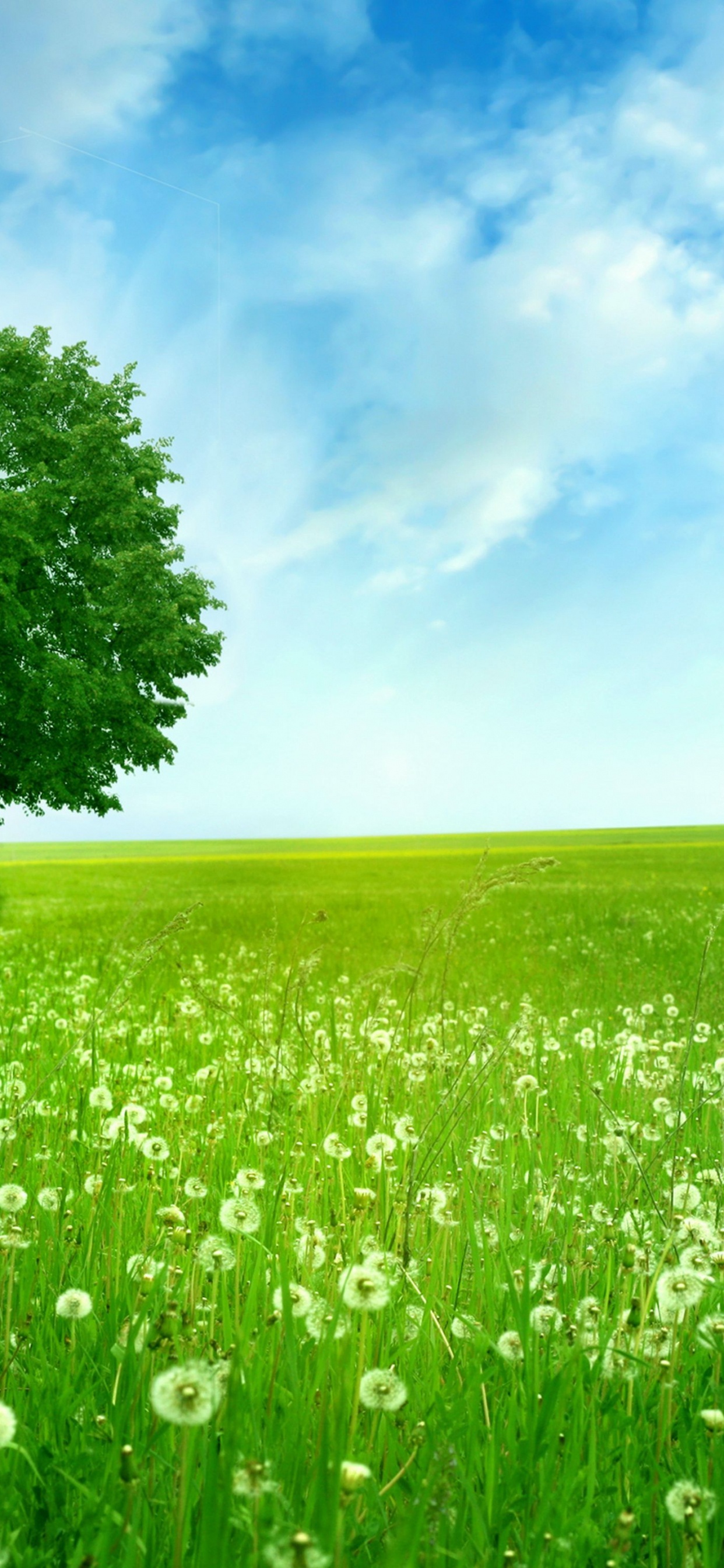 Grüner Baum Auf Grüner Wiese Unter Blauem Himmel Tagsüber. Wallpaper in 1242x2688 Resolution