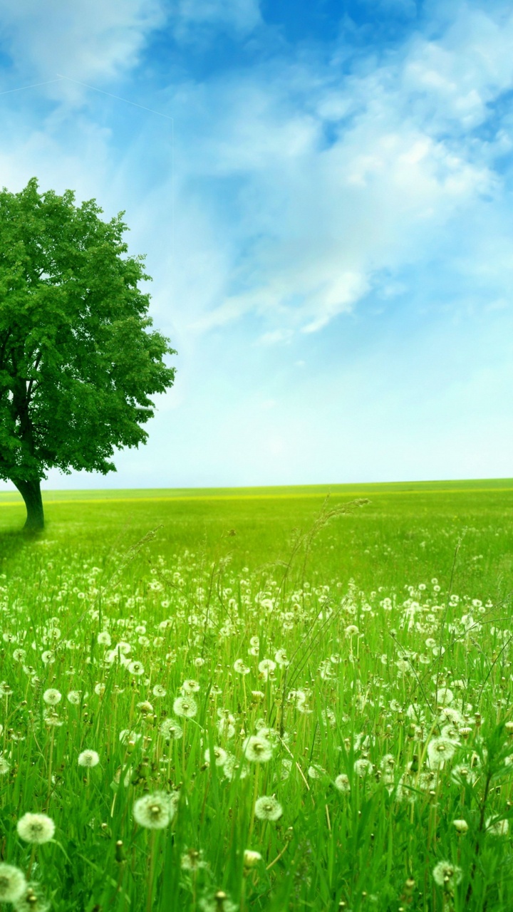 Grüner Baum Auf Grüner Wiese Unter Blauem Himmel Tagsüber. Wallpaper in 720x1280 Resolution